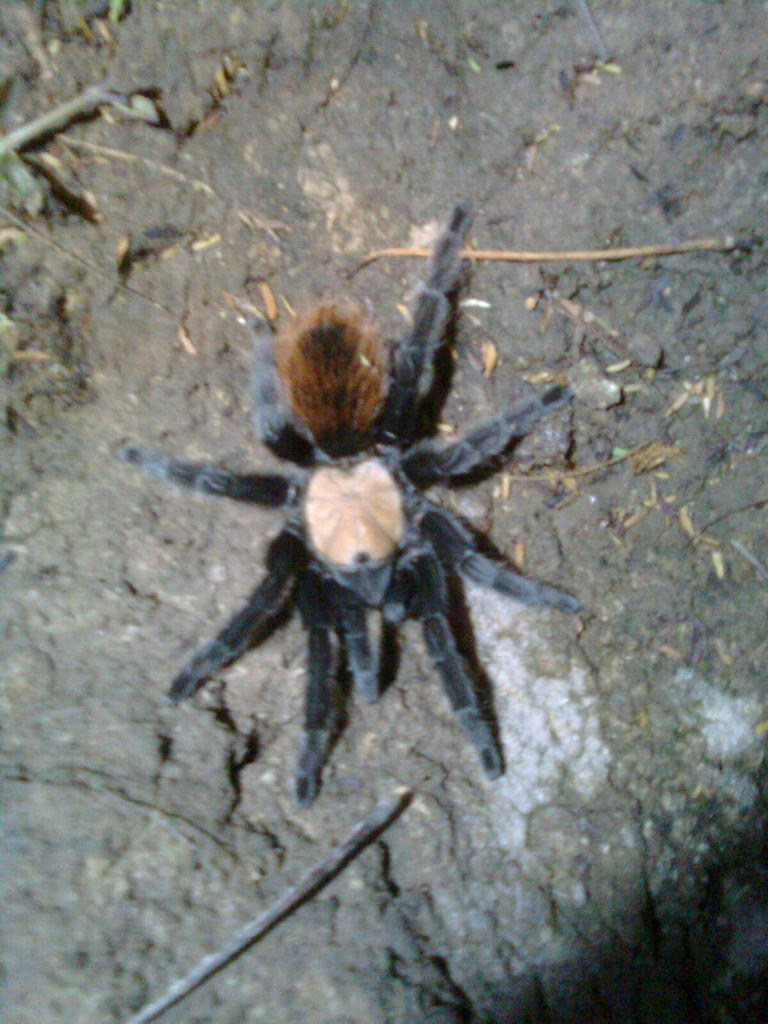Mexican Golden Red Rump (Brachypelma albiceps), photographed in the wild