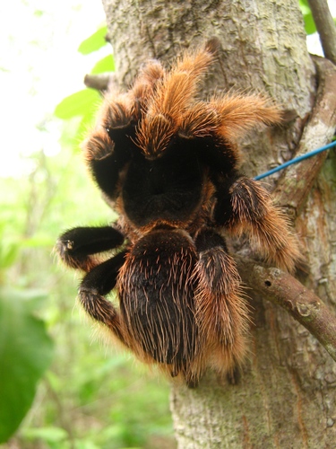 Mexican Pink (Brachypelma klaasi), photographed in the wild