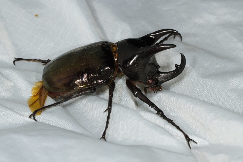 Atlas beetle (Chalcosoma atlas), photographed in the wild