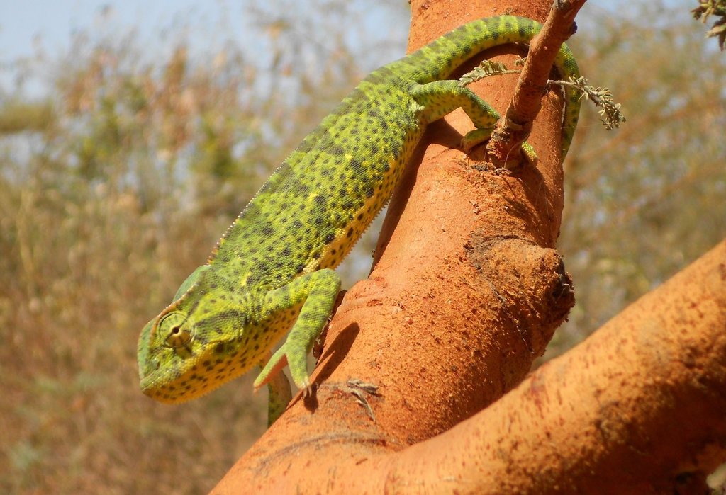 Senegal chameleon (Chamaeleo senegalensis), photographed in the wild