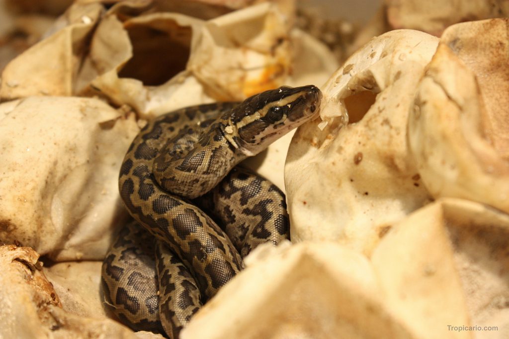 Rock python (Python sebae), photographed in the wild